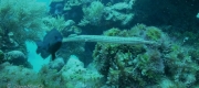 Trumpet Fish