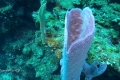 tube sponge