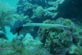 Trumpet Fish